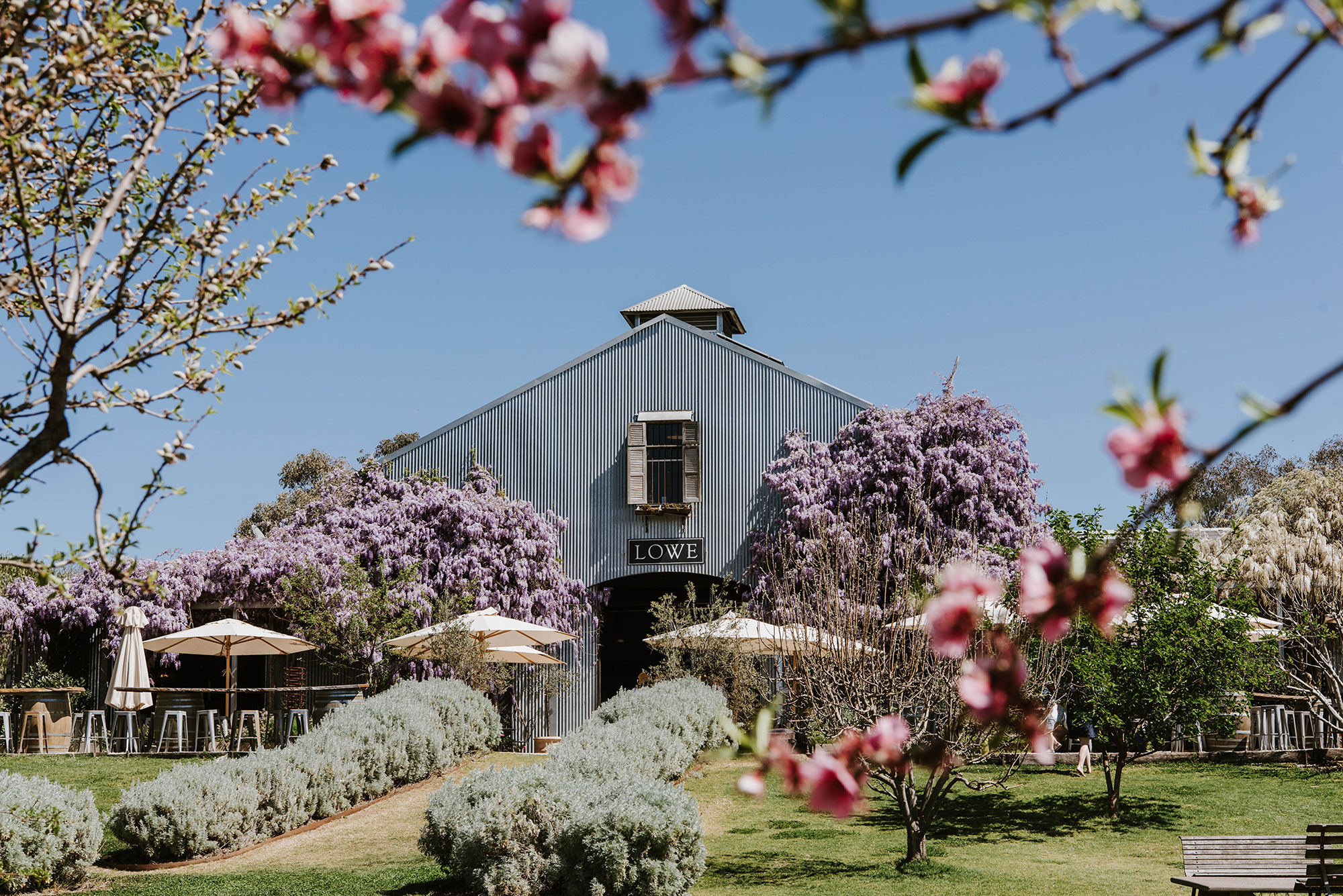 Read more about the article Lowe Wines